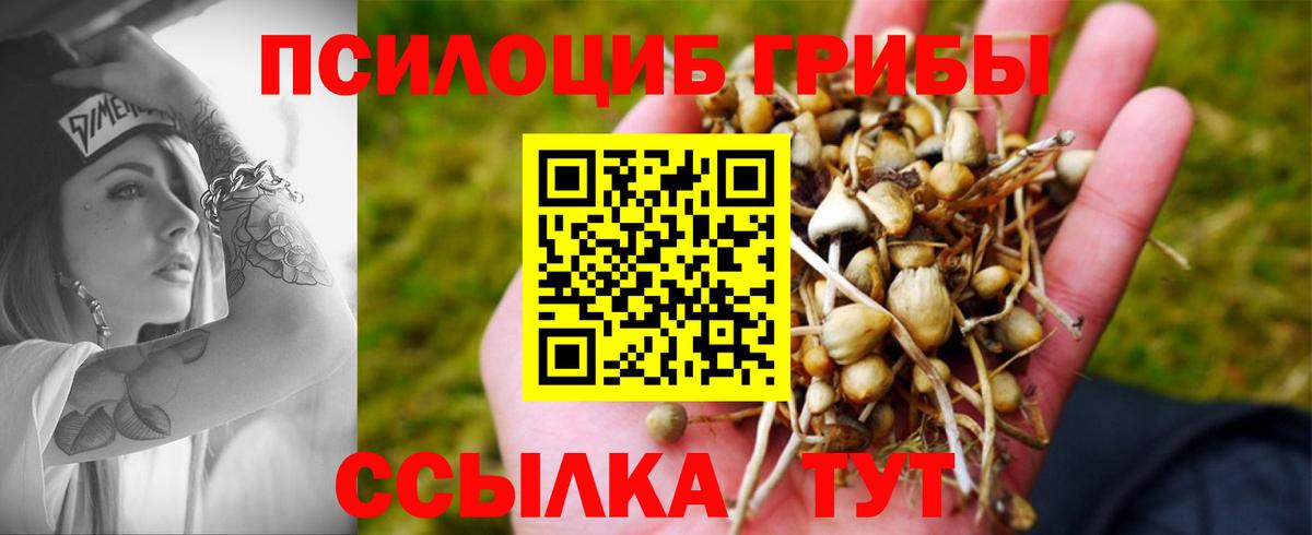 Галлюциногенные грибы Psilocybe Нижний Новгород